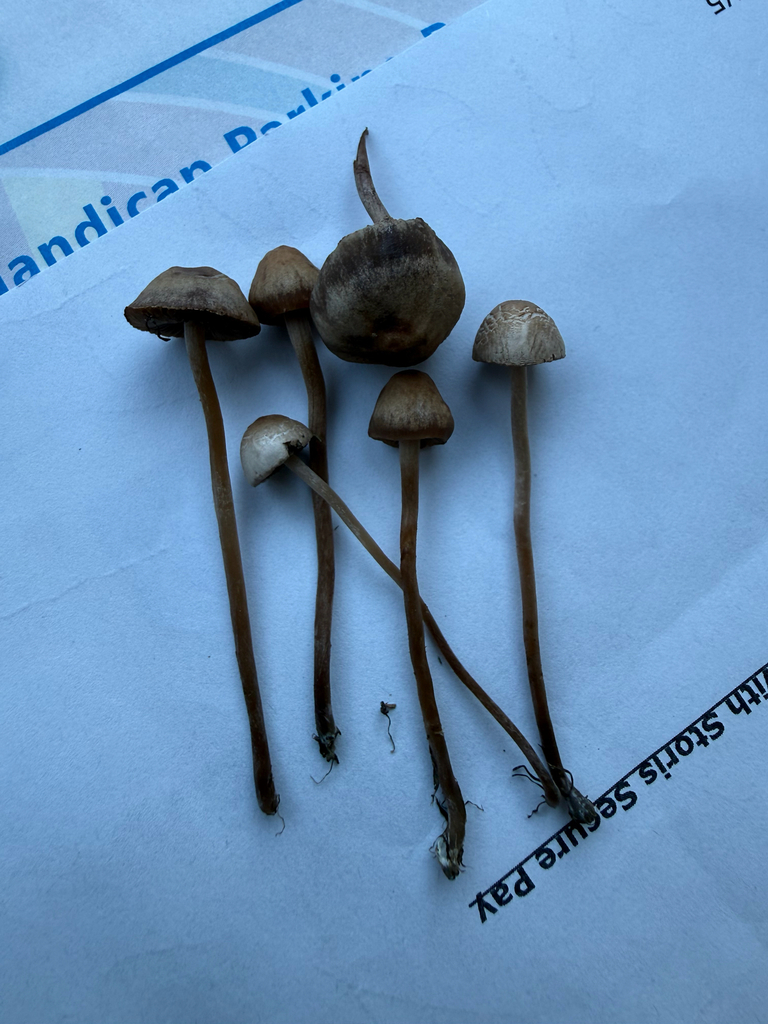 Panaeolus cinctulus · March 2026 · photo: © mchief (iNaturalist, cc-by)