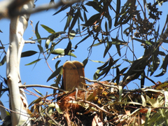Buteo jamaicensis