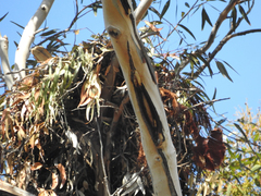 Buteo jamaicensis