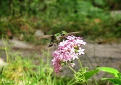Cynanthus forficatus