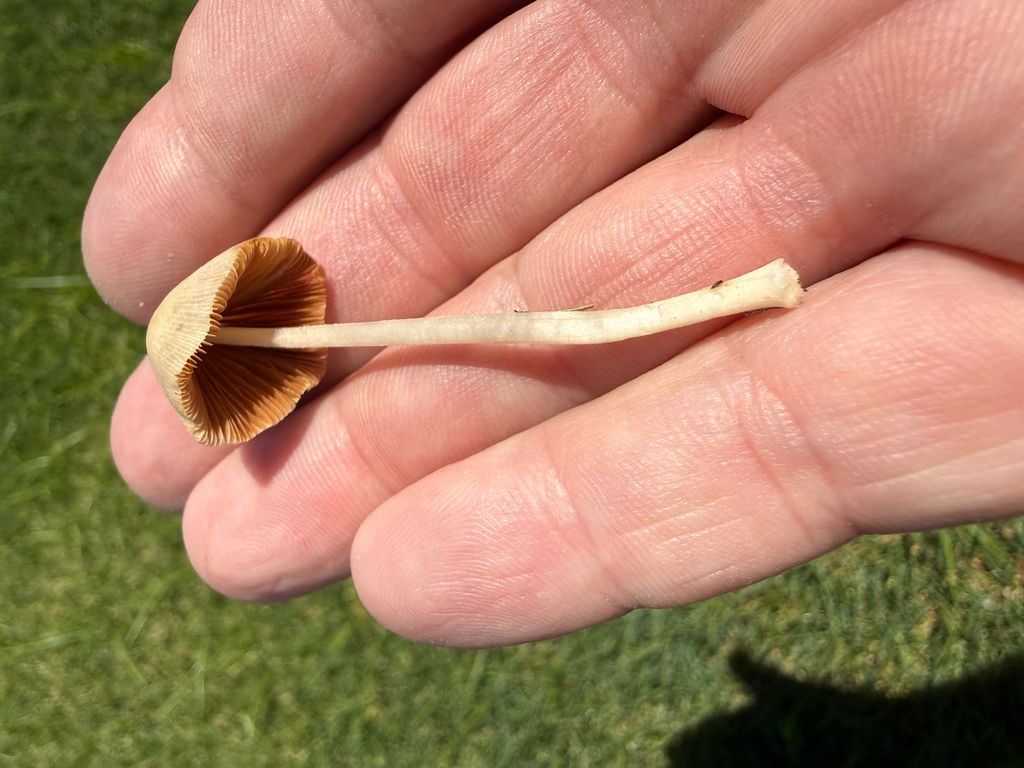 Conocybe apala · March 2026 · photo: © mchief (iNaturalist, cc-by)
