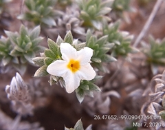 Euploca confertifolia