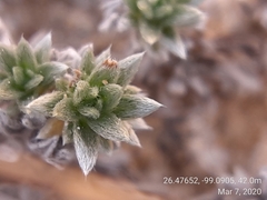 Euploca confertifolia