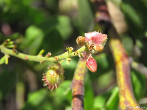 Krameria tomentosa, 2026-03-20