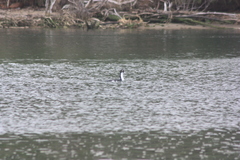 Leucocarbo chalconotus