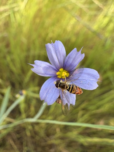 Unknown species found near Chino Hills State Park, Chino Hills, CA, US
