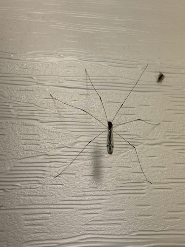 Unknown species found near Florida, US