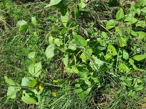 beach sunflower (Wollastonia uniflora)