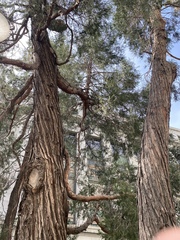 Calocedrus decurrens