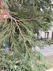 Calocedrus decurrens