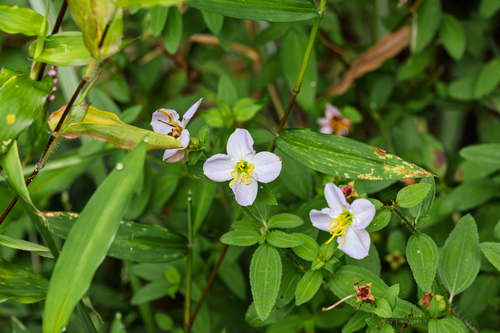 Maryland meadowbeauty (Rhexia mariana)
