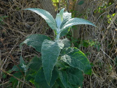 Buddleja stachyoides