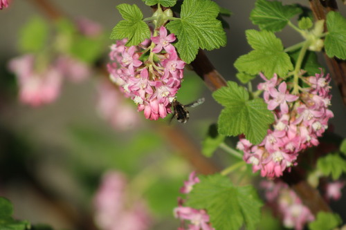 Unknown species found near Thurston County, WA, USA