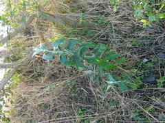 Buddleja stachyoides