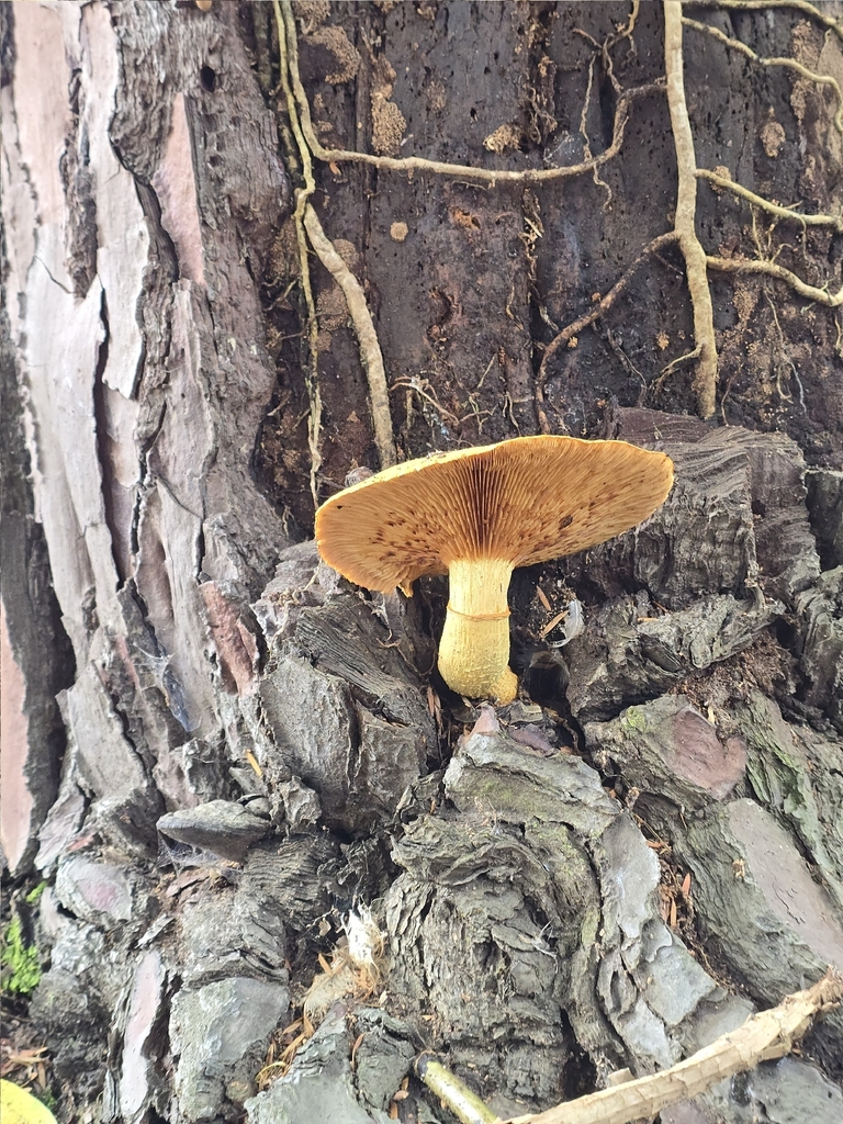 Gymnopilus junonius · March 2026 · photo: © tlduhamel (iNaturalist, cc0)