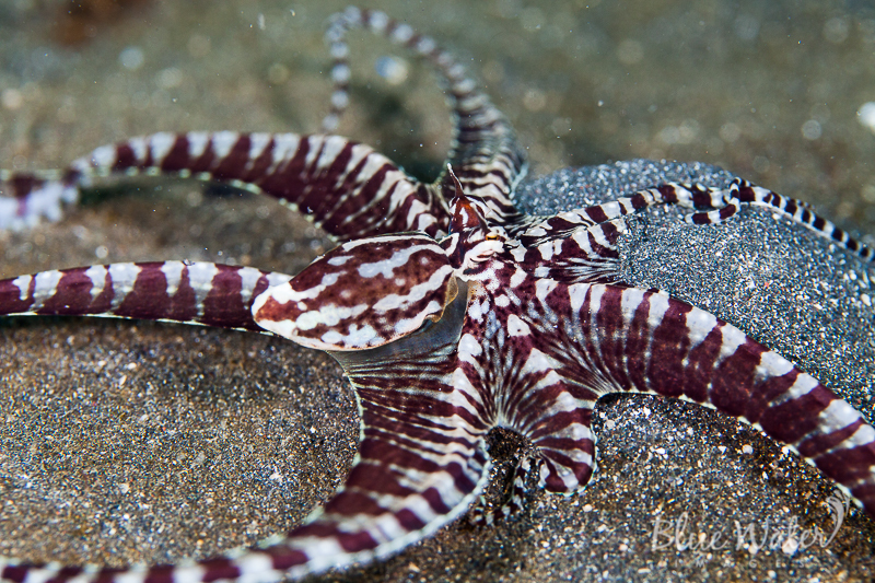 Mimic octopus - Wikipedia
