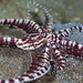 Thaumoctopus mimicus - Photo (c) Kimberly Tripp Randal, μερικά δικαιώματα διατηρούνται (CC BY-NC), uploaded by Kimberly Tripp Randal