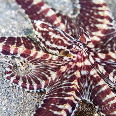 Thaumoctopus mimicus