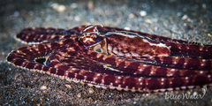 Thaumoctopus mimicus