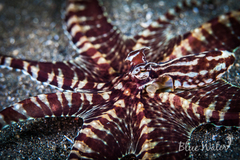 Thaumoctopus mimicus