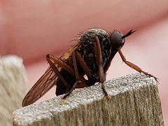 Empis tessellata