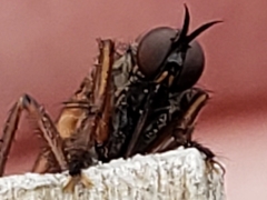 Empis tessellata
