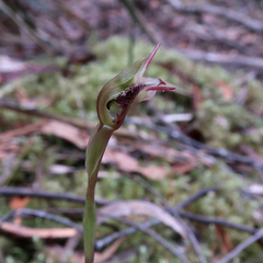 Chiloglottis reflexa