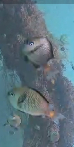 Dascyllus reticulatus