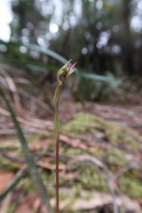 Chiloglottis reflexa