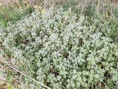 Marrubium vulgare