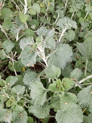 Marrubium vulgare