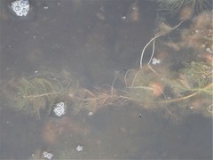 Myriophyllum triphyllum