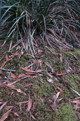 Chiloglottis reflexa