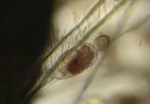 Symbion