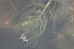 Myriophyllum triphyllum