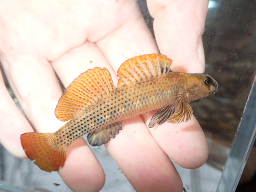 Riverweed darter (Etheostoma podostemone) — Percidae