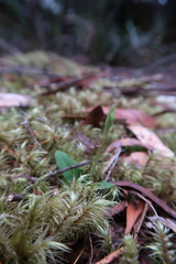 Chiloglottis reflexa