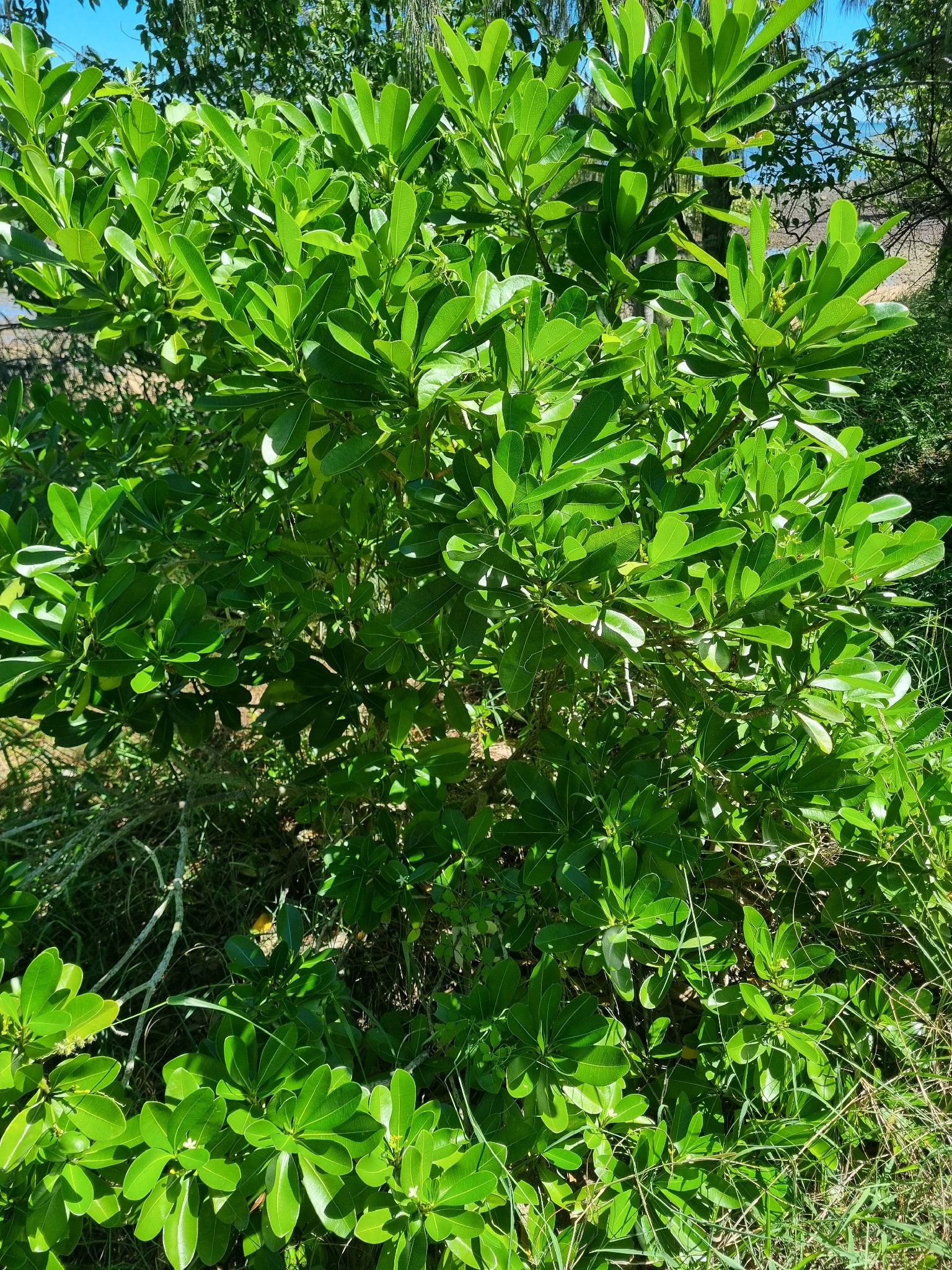 Pokosola (Ochrosia elliptica)