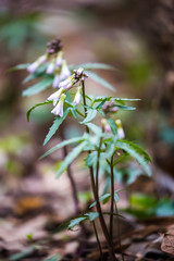 Cardamine concatenata