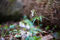 Cardamine concatenata