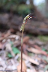 Chiloglottis reflexa