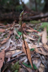Chiloglottis reflexa