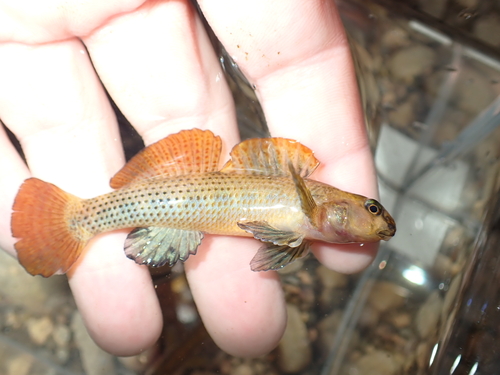 Riverweed darter (Etheostoma podostemone) — Percidae — 4