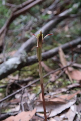 Chiloglottis reflexa