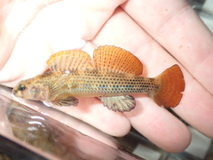 Riverweed Darter photo 2