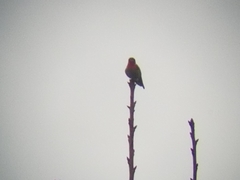 Calypte anna
