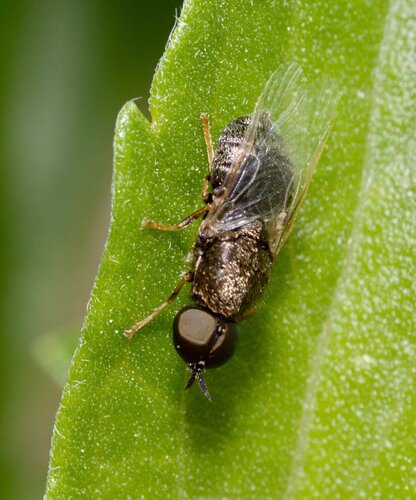 Unknown species found near Lady Bird Johnson Wildflower Center, Austin, TX, USA