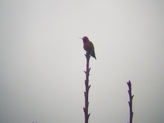 Calypte anna