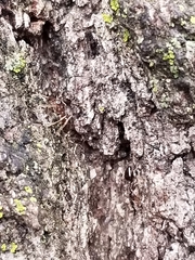 Prenolepis imparis