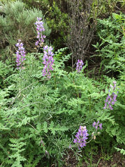 Lupinus chamissonis